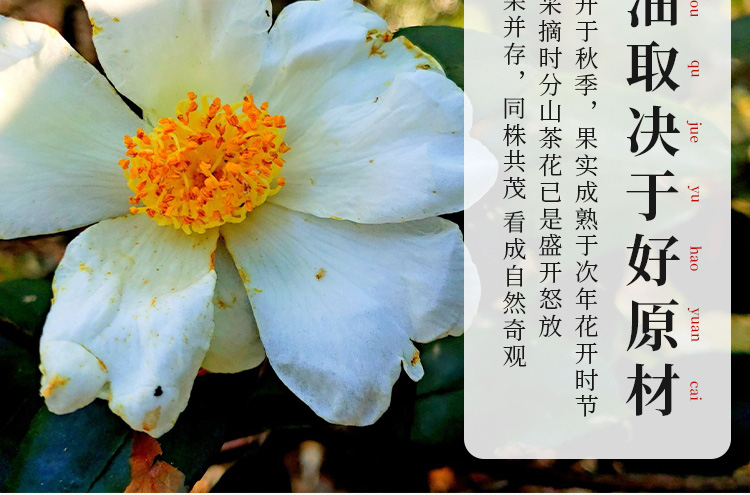 山茶油详情页设计